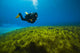 Scuba Diver Clear Lake Wall Decal