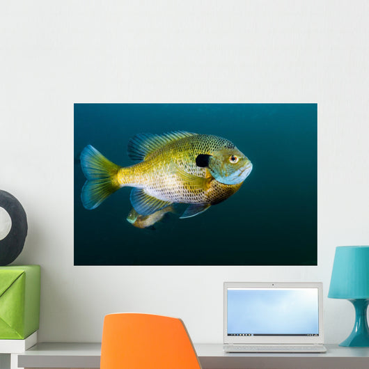 Bluegill Sunfish School Lake Wall Decal