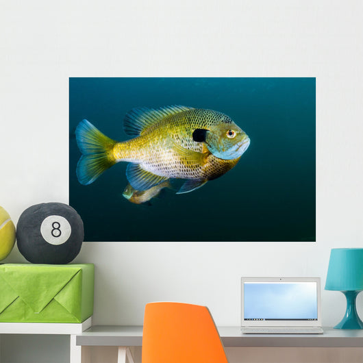 Bluegill Sunfish School Lake Wall Decal