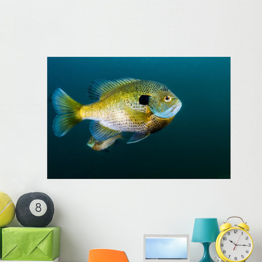 Bluegill Sunfish School Lake Wall Decal