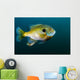 Bluegill Sunfish School Lake Wall Decal