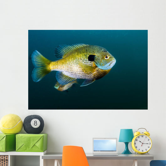 Bluegill Sunfish School Lake Wall Decal