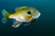 Bluegill Sunfish School Lake Wall Decal