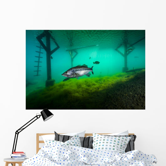 Largemoouth Bass Hiding under Wall Decal