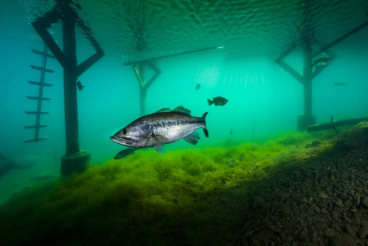 Largemoouth Bass Hiding under Wall Decal