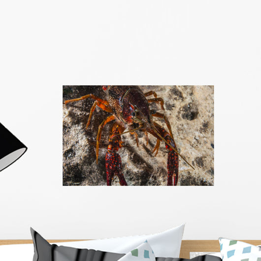 Crawfish Close-up during Mating Wall Decal