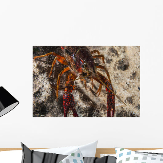 Crawfish Close-up during Mating Wall Decal