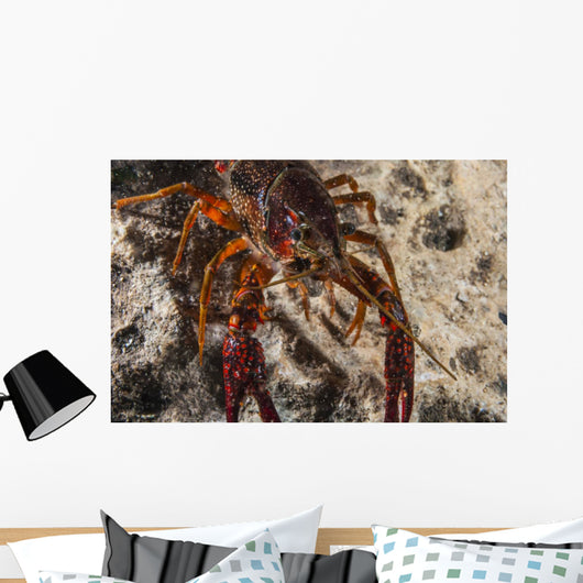 Crawfish Close-up during Mating Wall Decal