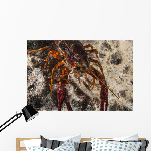 Crawfish Close-up during Mating Wall Decal