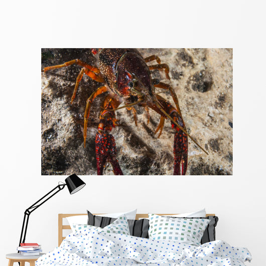 Crawfish Close-up during Mating Wall Decal
