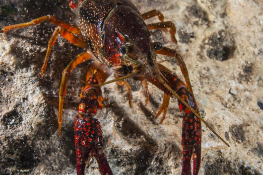 Crawfish Close-up during Mating Wall Decal