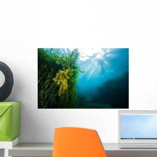 Vegetation Grows Barton Springs Wall Decal