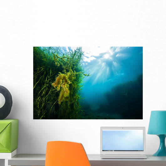 Vegetation Grows Barton Springs Wall Decal