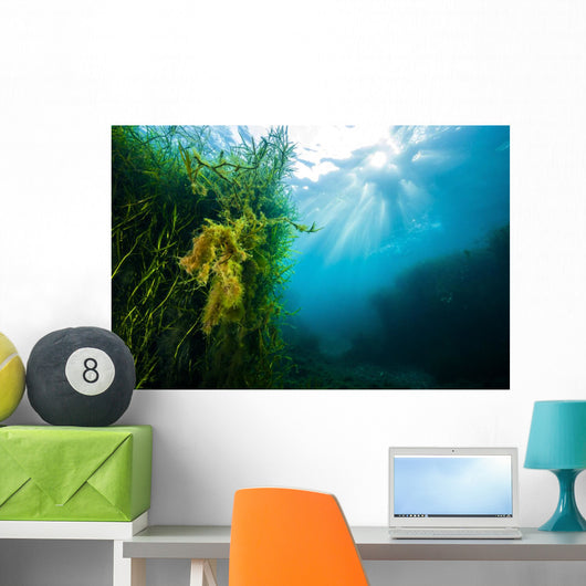 Vegetation Grows Barton Springs Wall Decal