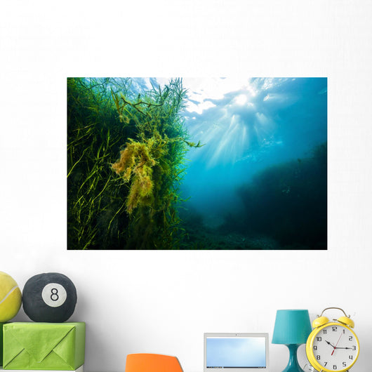 Vegetation Grows Barton Springs Wall Decal