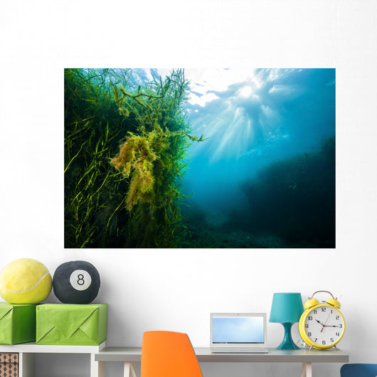 Vegetation Grows Barton Springs Wall Decal