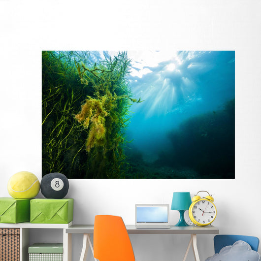 Vegetation Grows Barton Springs Wall Decal