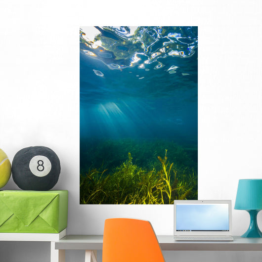 Vegetation Grows Barton Springs Vertical Wall Decal