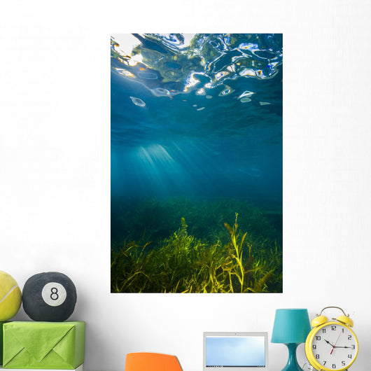 Vegetation Grows Barton Springs Vertical Wall Decal