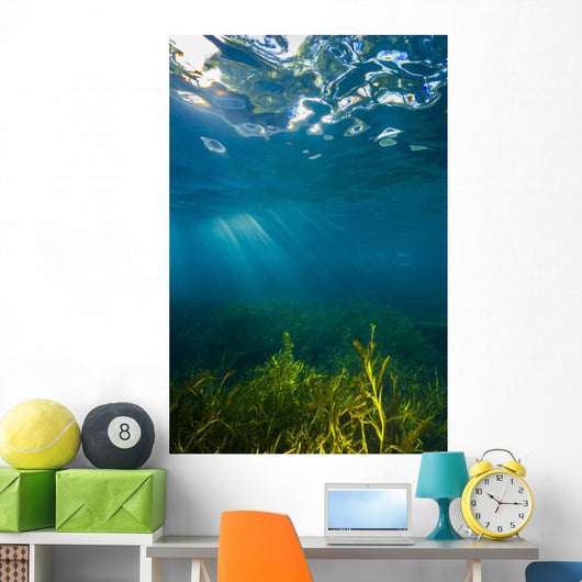 Vegetation Grows Barton Springs Vertical Wall Decal