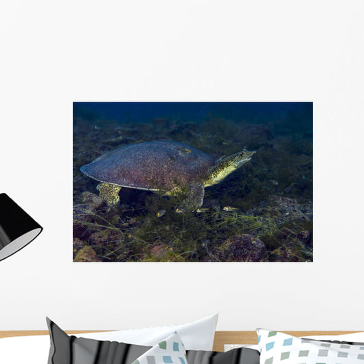 Softshell Turtles Inhabit Balmorhea Wall Decal