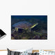 Softshell Turtles Inhabit Balmorhea Wall Decal