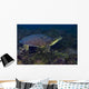 Softshell Turtles Inhabit Balmorhea Wall Decal