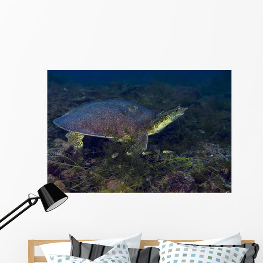 Softshell Turtles Inhabit Balmorhea Wall Decal