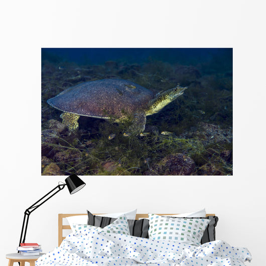 Softshell Turtles Inhabit Balmorhea Wall Decal