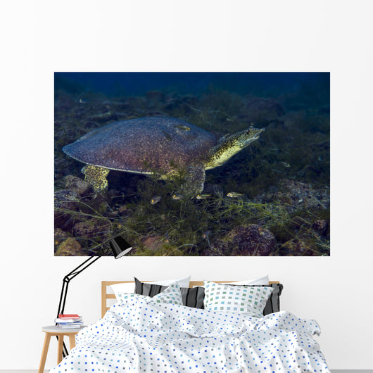 Softshell Turtles Inhabit Balmorhea Wall Decal