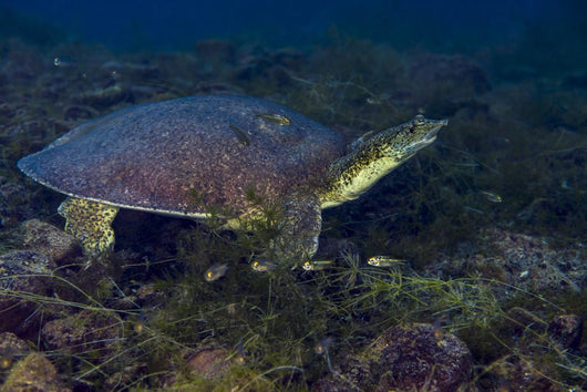 Softshell Turtles Inhabit Balmorhea Wall Decal