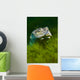 Softshell Turtles Inhabit Balmorhea Close-up Wall Decal