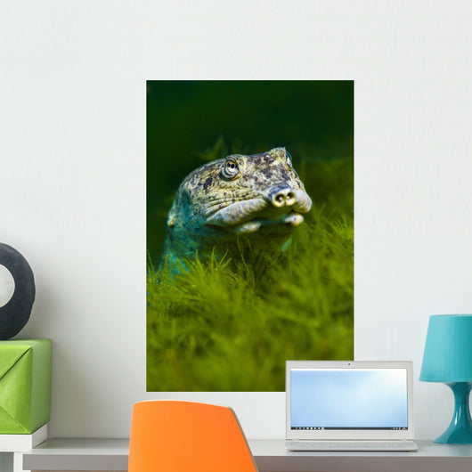 Softshell Turtles Inhabit Balmorhea Close-up Wall Decal