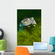 Softshell Turtles Inhabit Balmorhea Close-up Wall Decal