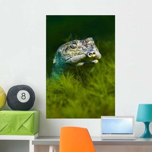 Softshell Turtles Inhabit Balmorhea Close-up Wall Decal