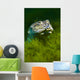 Softshell Turtles Inhabit Balmorhea Close-up Wall Decal