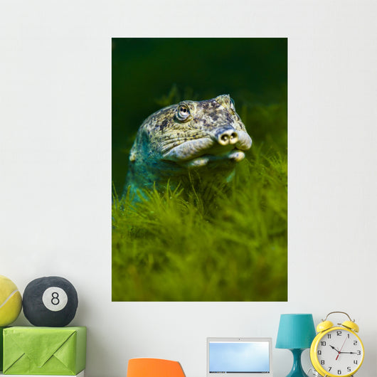 Softshell Turtles Inhabit Balmorhea Close-up Wall Decal