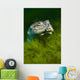 Softshell Turtles Inhabit Balmorhea Close-up Wall Decal