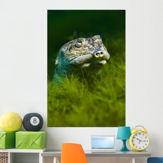 Softshell Turtles Inhabit Balmorhea Close-up Wall Decal