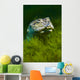 Softshell Turtles Inhabit Balmorhea Close-up Wall Decal