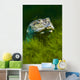 Softshell Turtles Inhabit Balmorhea Close-up Wall Decal