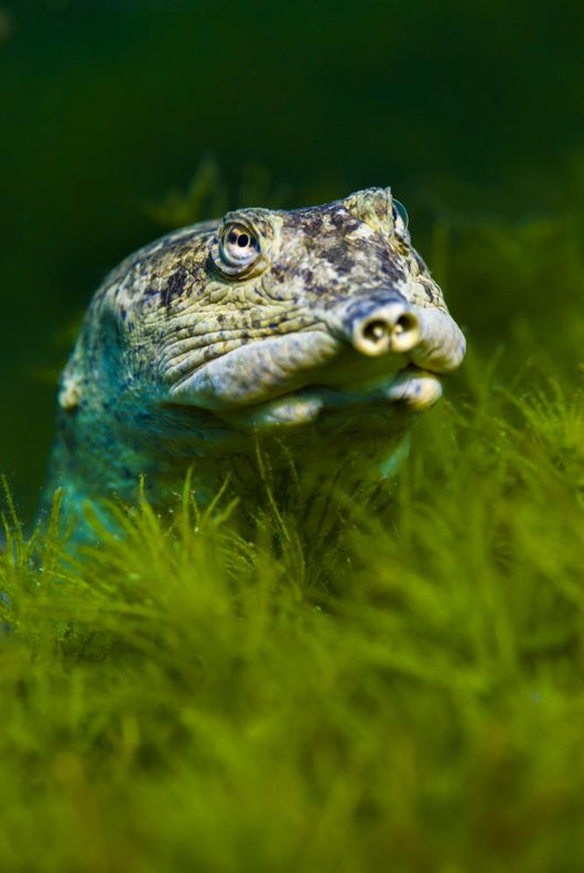 Softshell Turtles Inhabit Balmorhea Close-up Wall Decal
