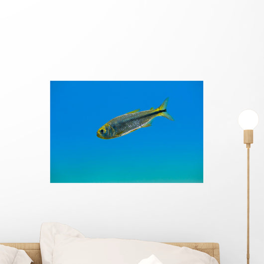 Mexican Tetra Balmorhea Springs Wall Decal