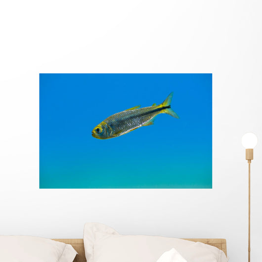 Mexican Tetra Balmorhea Springs Wall Decal