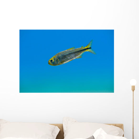 Mexican Tetra Balmorhea Springs Wall Decal