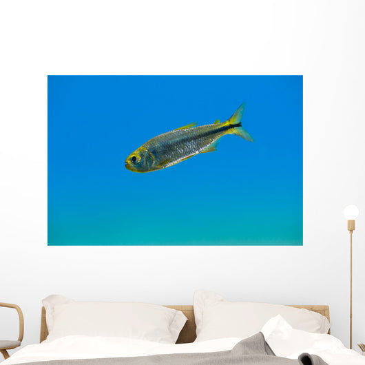 Mexican Tetra Balmorhea Springs Wall Decal