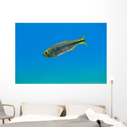 Mexican Tetra Balmorhea Springs Wall Decal