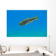 Mexican Tetra Balmorhea Springs Wall Decal