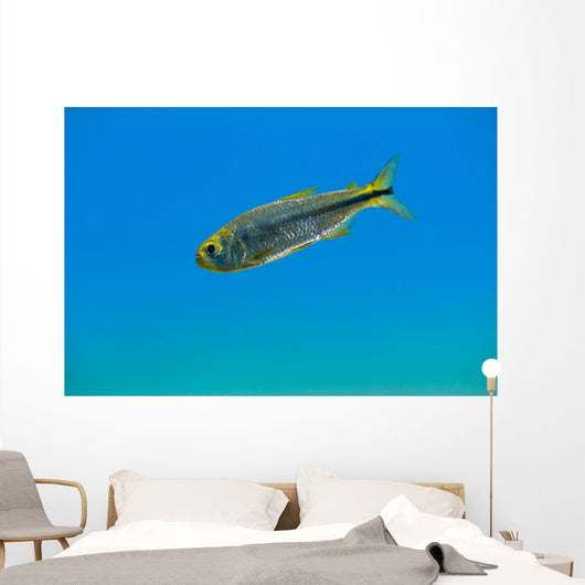 Mexican Tetra Balmorhea Springs Wall Decal