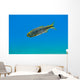 Mexican Tetra Balmorhea Springs Wall Decal